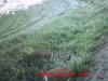 Trail Cam Wasatch 2013 15.jpg