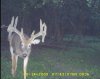 deer 087.jpg