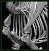 Elk%20Frontal%20Skeleton.JPG