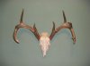 deer mount pics 019.jpg