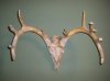 deer mount pics 020.jpg