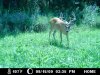 Trail Camera 006.jpg