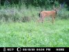 Trail Camera 008.jpg