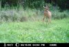 Trail Camera 009.jpg