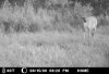 Trail Camera 014.jpg