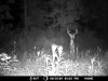 Trail Camera 074.jpg