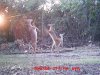 2 does fight.jpg