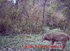age this deer.jpg