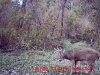 buck 1 (3).jpg