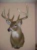 deer mount pics 004.jpg