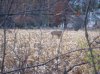 Ohiobuck.jpg