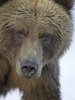 mark-hamblin-grizzly-bear-portrait-of-adult-female-alaska.jpg