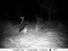trail cam.jpg