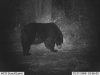 trail cam 2.jpg