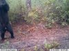 trail cam 3.jpg
