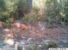 trail cam 4.jpg