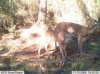 trail cam 5.jpg