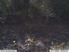 trail cam 6.jpg