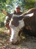 bull1.jpg