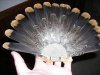 Back of Grouse Tail.jpg