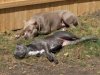 Blue Pitts.jpg