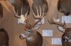 RICHIES ILLINOIS DEER SHOW 2010 028.jpg