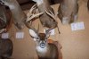 RICHIES ILLINOIS DEER SHOW 2010 042.jpg