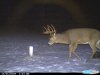 DEER_030[1].jpg