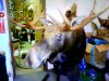 finished Moose.jpg
