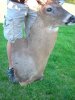 deer mount 010 (Medium).jpg