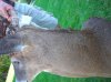 deer mount 012 (Medium).jpg