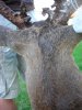 deer mount 017 (Medium).jpg