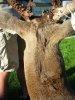 deer mount 018 (Medium).jpg