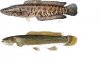 Snakehead.JPG