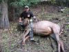 colorado-brian-elk.jpg