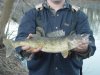 10 - Blair Walleye 2.jpg