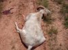 oklahoma hunting trip 037.jpg