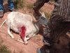 oklahoma hunting trip 035.jpg