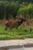 elk1.jpg