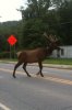 elk3.jpg