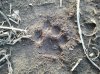 Bobcat Track 2-12-12.jpg