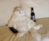 cat.jpg