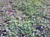 cloverpic.jpg