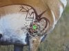 GameChanger Pronghorn Antelope closeup after 500 shots.JPG