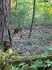 IMG_1071.JPG