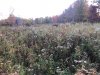 Image1601762342.426420.jpg