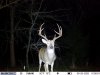 Jeb's Buck 2.jpg