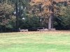 109E5438-EAA0-44D3-850F-01A9E2CECF40.jpeg