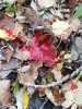 20201014_101627.jpeg