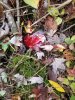 20201014_101904.jpeg